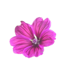 malva pianta per sito 240x180ns